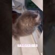 パトロール #ねこ動画 #アメリカンカール #shortsvideo