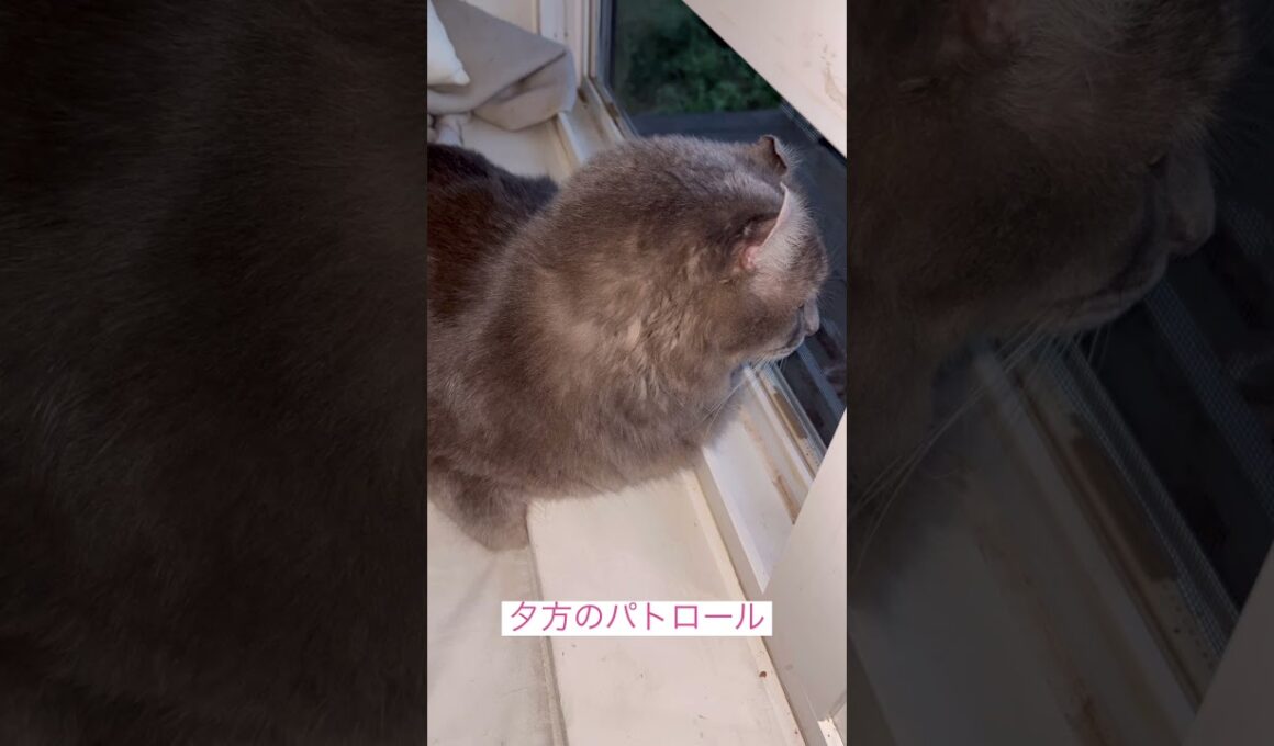 パトロール #ねこ動画 #アメリカンカール #shortsvideo