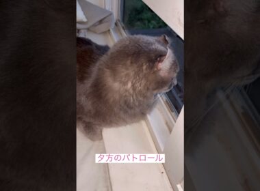 パトロール #ねこ動画 #アメリカンカール #shortsvideo