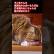 モコちゃんも猫用おかか食べるんだね！日本猫のおとちゃんに買ってきたおかか！#猫のいる暮らし #ねこ #cat #shorts