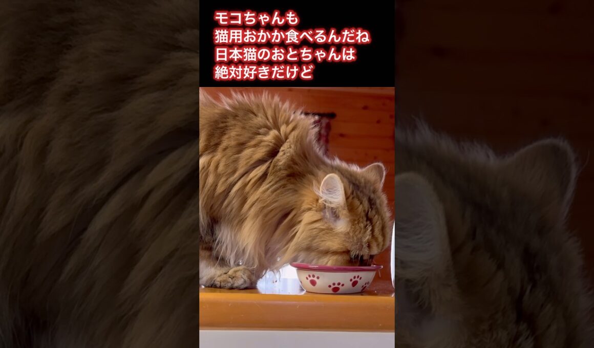 モコちゃんも猫用おかか食べるんだね！日本猫のおとちゃんに買ってきたおかか！#猫のいる暮らし #ねこ #cat #shorts