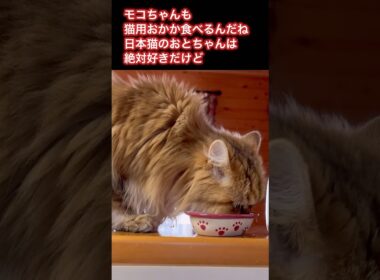 モコちゃんも猫用おかか食べるんだね！日本猫のおとちゃんに買ってきたおかか！#猫のいる暮らし #ねこ #cat #shorts