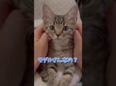 子猫がお返事してくれる。 #cat #猫