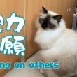 バーマン猫ウリとラフ【他力本願】Relying on others（バーマン猫）Birman/Cat