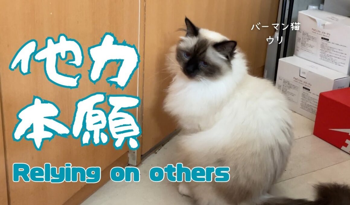 バーマン猫ウリとラフ【他力本願】Relying on others（バーマン猫）Birman/Cat