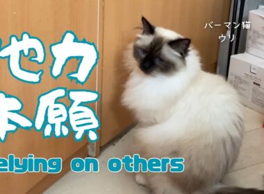 バーマン猫ウリとラフ【他力本願】Relying on others（バーマン猫）Birman/Cat
