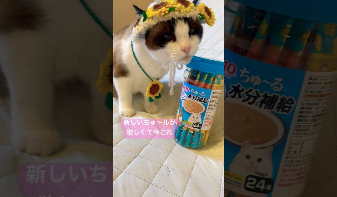 新しいちゅ～るが欲しくて今これな愛猫 #猫のいる暮らし #ハワイ猫ケアとリオナ #shorts