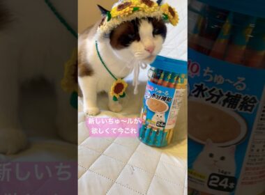 新しいちゅ～るが欲しくて今これな愛猫 #猫のいる暮らし #ハワイ猫ケアとリオナ #shorts