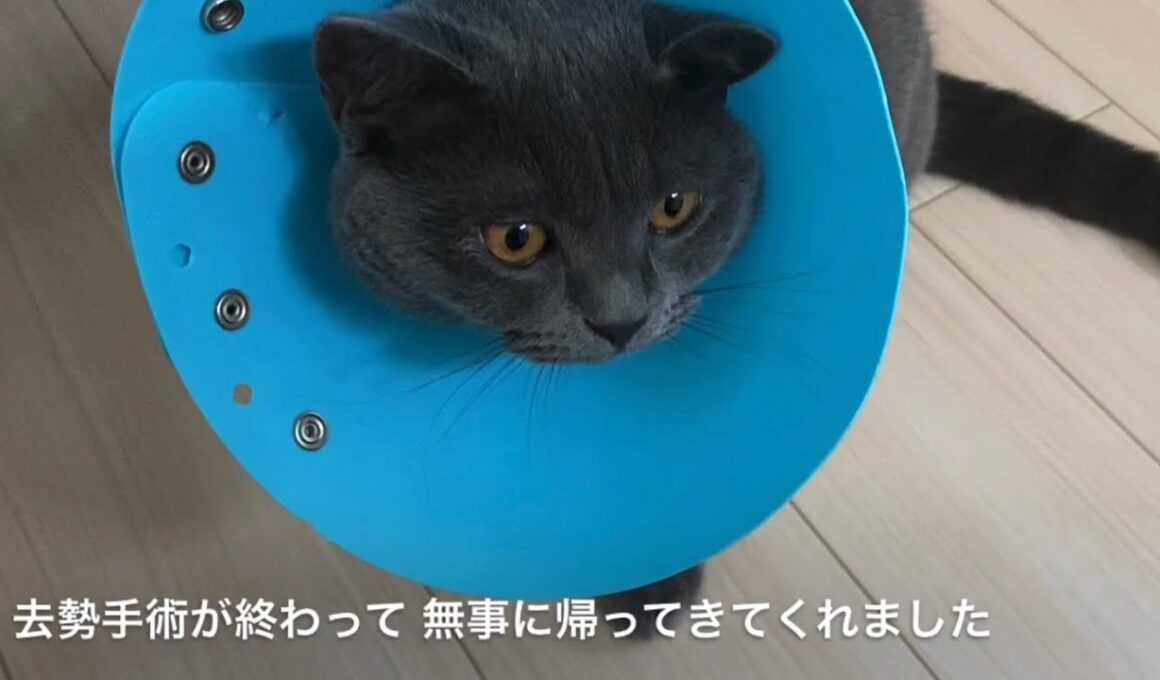 【猫】ブリティッシュショートヘア　去勢手術　退院後初日の様子