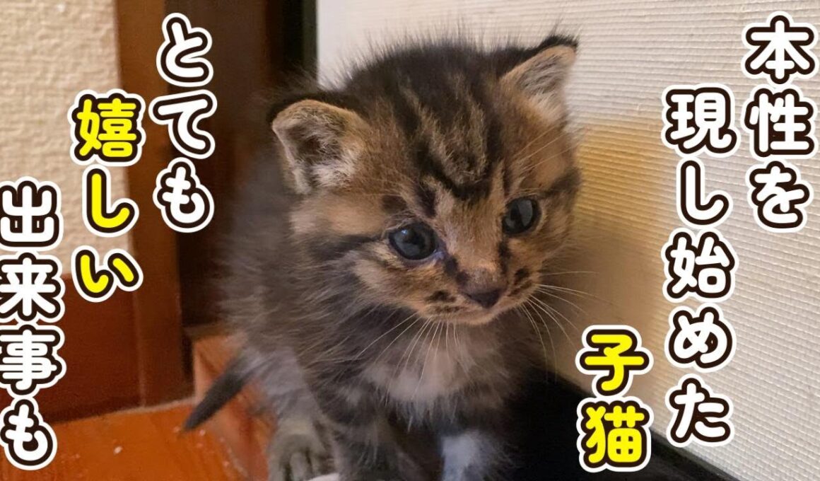 【とても嬉しい出来事が☆】徐々に本性を現す子猫
