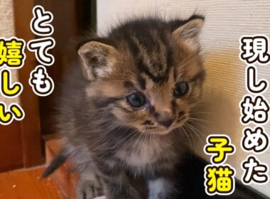 【とても嬉しい出来事が☆】徐々に本性を現す子猫