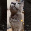 【ロシアンブルー】めろんオレンジタッパーに乗るわけは⁇🤭【猫】#shorts