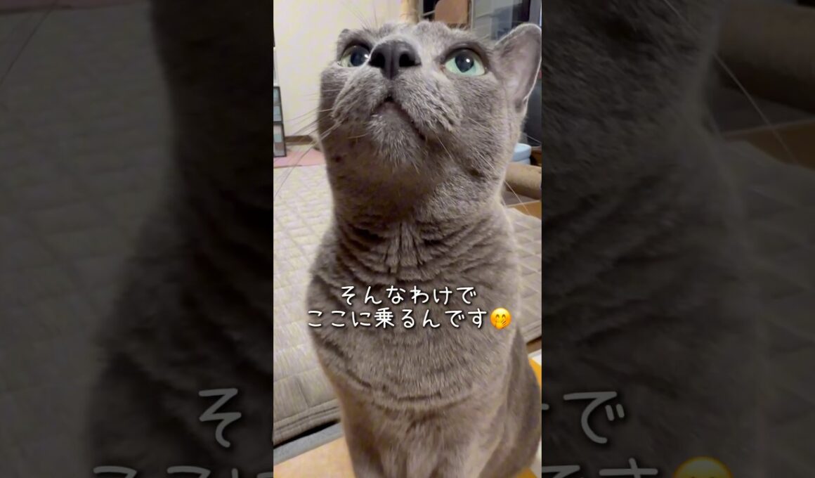 【ロシアンブルー】めろんオレンジタッパーに乗るわけは⁇🤭【猫】#shorts