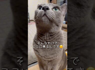 【ロシアンブルー】めろんオレンジタッパーに乗るわけは⁇🤭【猫】#shorts