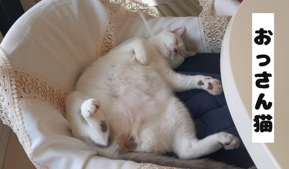 ひっくり返って爆睡してる我が家のおっさん猫