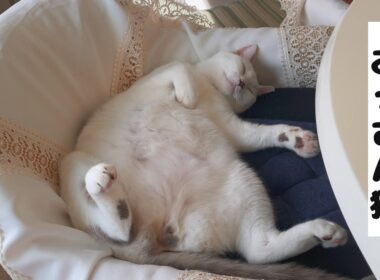 ひっくり返って爆睡してる我が家のおっさん猫