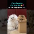 Persian Cat Loves the Box… Chinchilla Cat Waits Patiently#PersianCat #ペルシャ猫 #CatsInBoxes#段ボール猫
