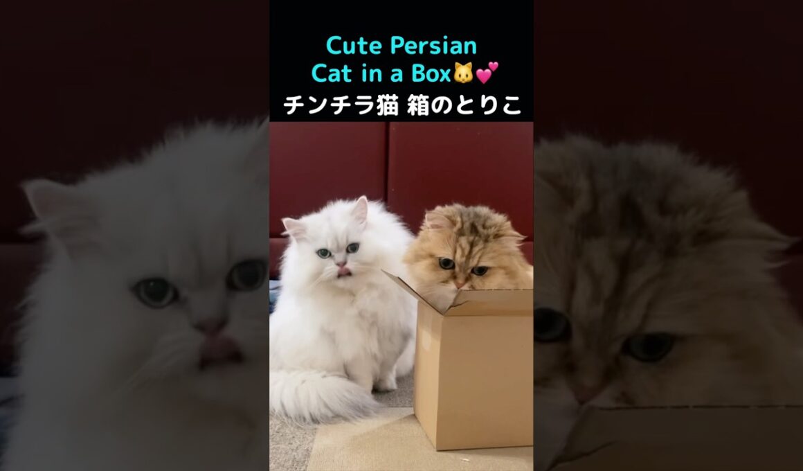 Persian Cat Loves the Box… Chinchilla Cat Waits Patiently#PersianCat #ペルシャ猫 #CatsInBoxes#段ボール猫