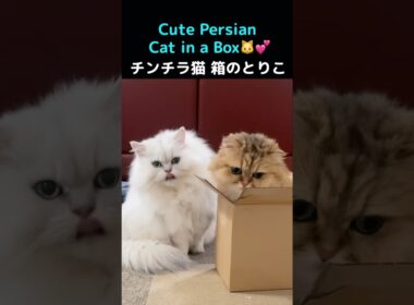 Persian Cat Loves the Box… Chinchilla Cat Waits Patiently#PersianCat #ペルシャ猫 #CatsInBoxes#段ボール猫