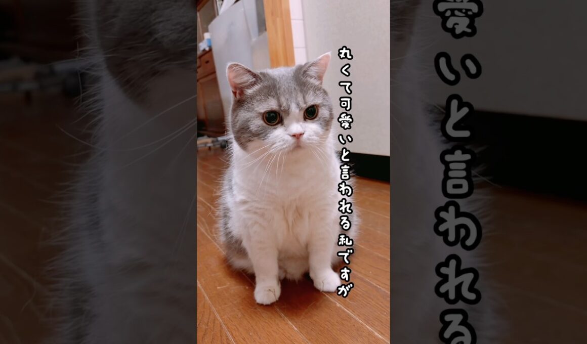 【本当に同じ猫なの？】#猫#猫のいる暮らし #cat #スコティッシュフォールド #shorts