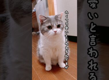 【本当に同じ猫なの？】#猫#猫のいる暮らし #cat #スコティッシュフォールド #shorts