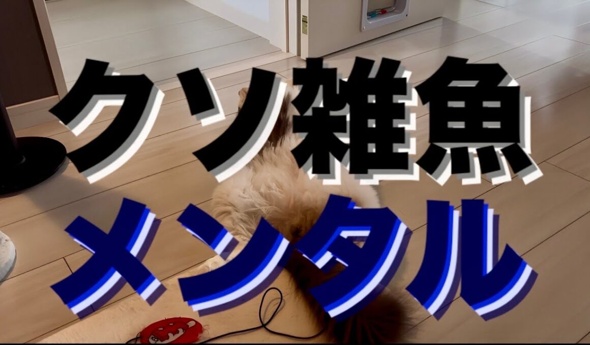 【精神疾患主婦】更年期とダブルパンチで何もやる気が出ない。。。