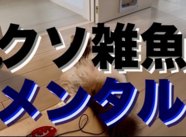 【精神疾患主婦】更年期とダブルパンチで何もやる気が出ない。。。