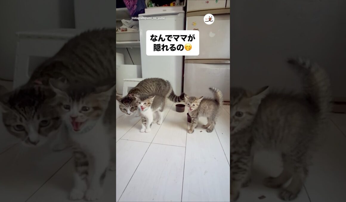 子猫に守ってもらう母猫｜PECO