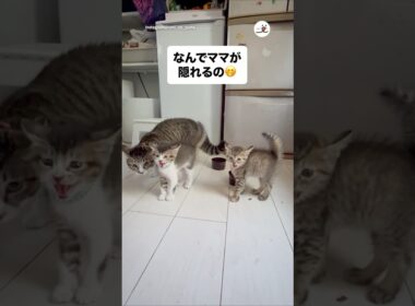子猫に守ってもらう母猫｜PECO
