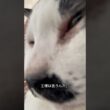 猫の喉鳴らしに隠された秘密　#猫のいる暮らし #cat #猫の喉鳴らし　#猫ゴロゴロ