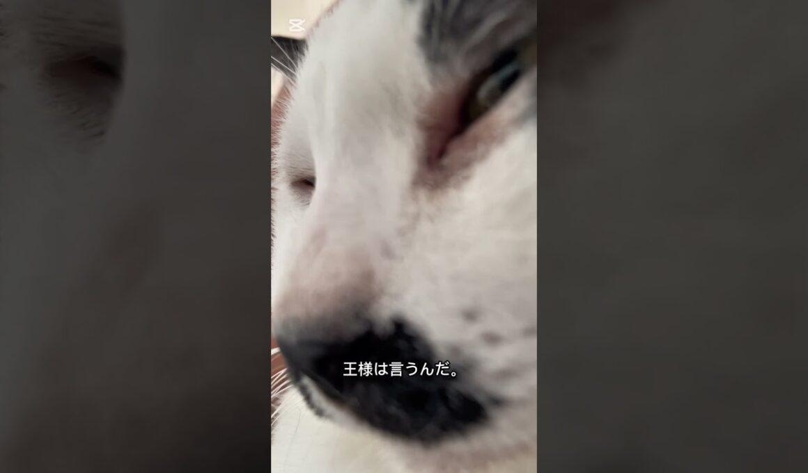 猫の喉鳴らしに隠された秘密　#猫のいる暮らし #cat #猫の喉鳴らし　#猫ゴロゴロ