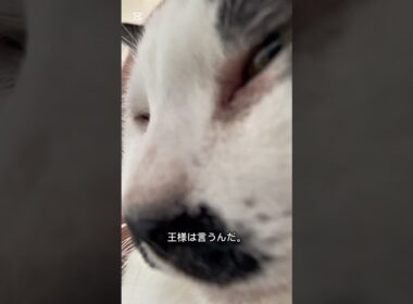 猫の喉鳴らしに隠された秘密　#猫のいる暮らし #cat #猫の喉鳴らし　#猫ゴロゴロ