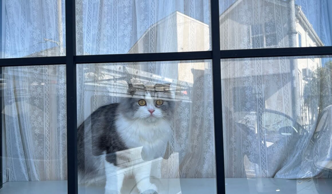 #スコティッシュフォールド #おうちゃん #1歳#たっくんたっくん #cat #2025shorts