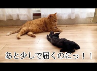 バレないように近づく子猫がかわいすぎる