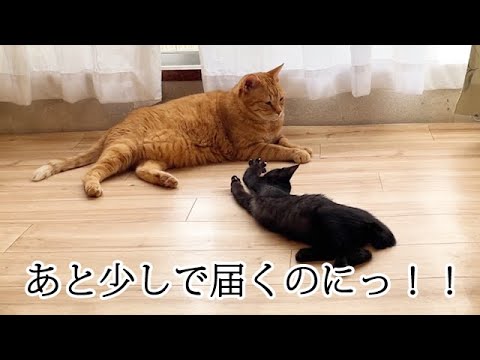 バレないように近づく子猫がかわいすぎる