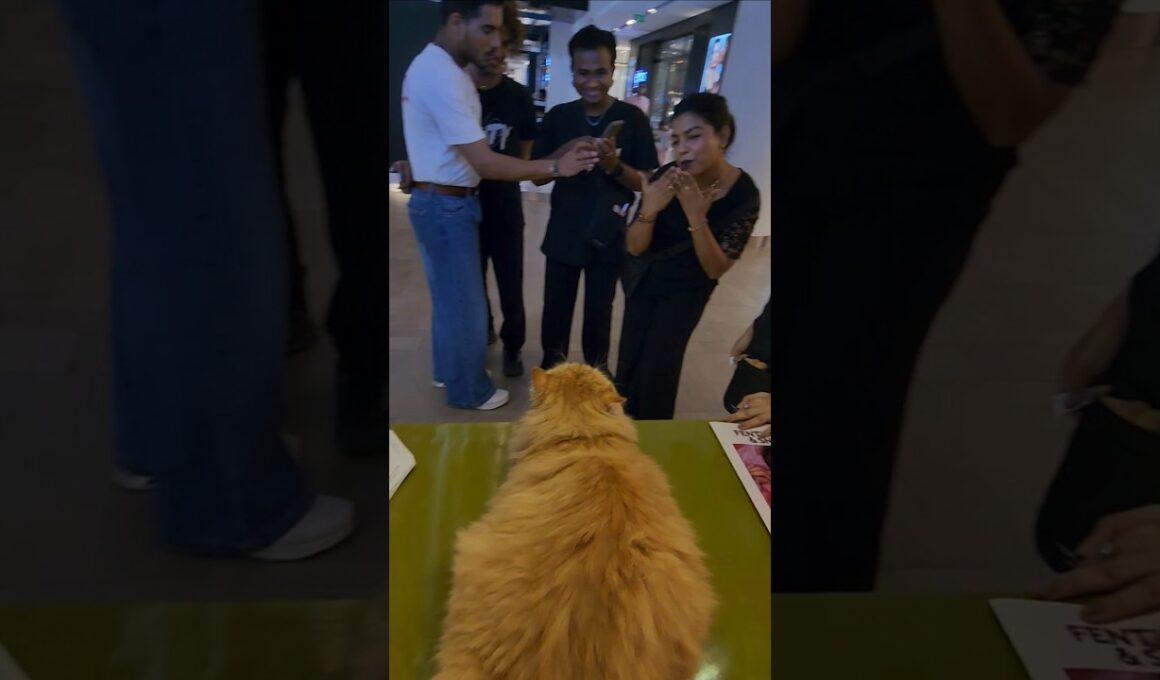 Cat shopping in Pet Friendly Mall in Mumbai. #Armani #jio #Chanel #fenty #cat #catvideo #fashion