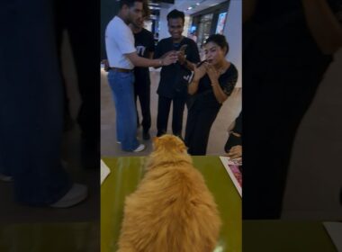 Cat shopping in Pet Friendly Mall in Mumbai. #Armani #jio #Chanel #fenty #cat #catvideo #fashion