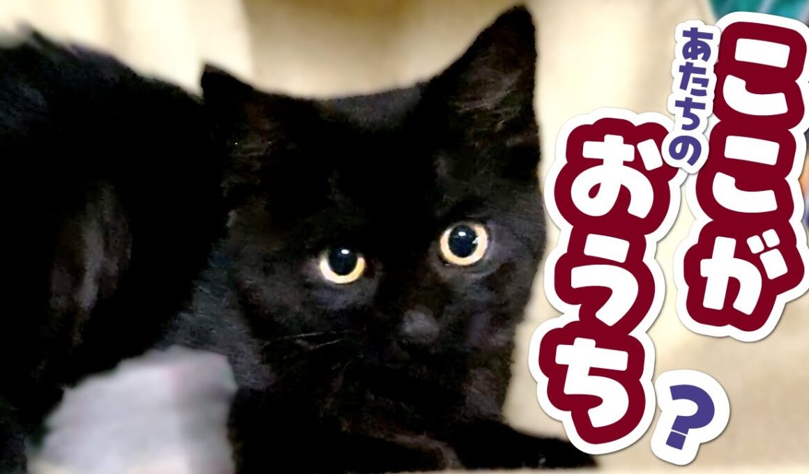 【野良猫から家猫になるまで】子猫保護から5か月間の記録