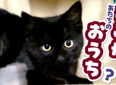 【野良猫から家猫になるまで】子猫保護から5か月間の記録