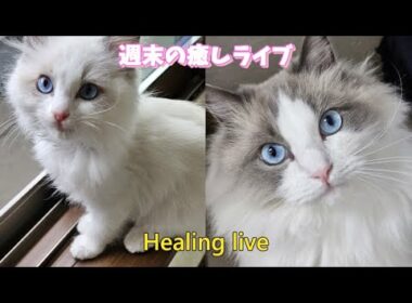 朝まで無人癒しライブ㉟【ループ】#cat#癒し