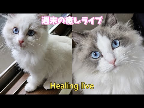 朝まで無人癒しライブ㉟【ループ】#cat#癒し