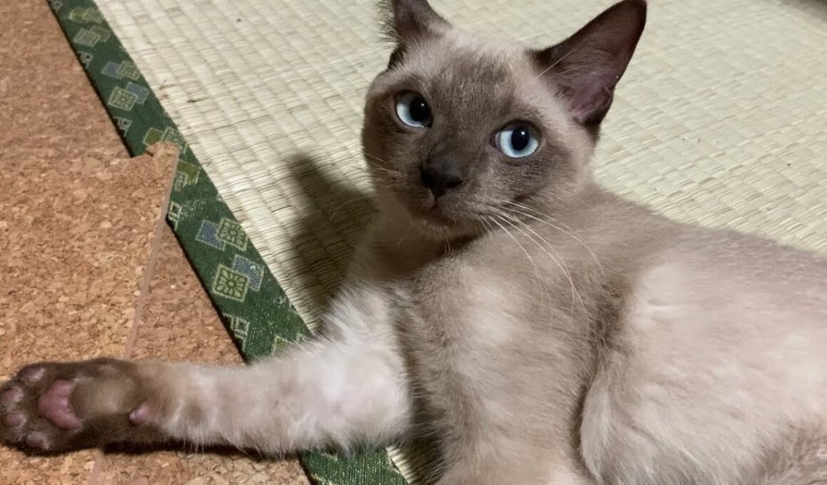 トンキニーズ【2022/09/12】