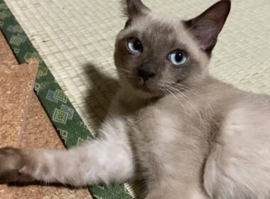 トンキニーズ【2022/09/12】