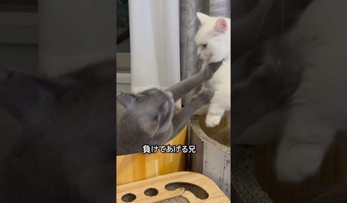 ロシアンブルー | たまには負けてあげよう | Russian Blue cat
