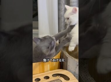 ロシアンブルー | たまには負けてあげよう | Russian Blue cat