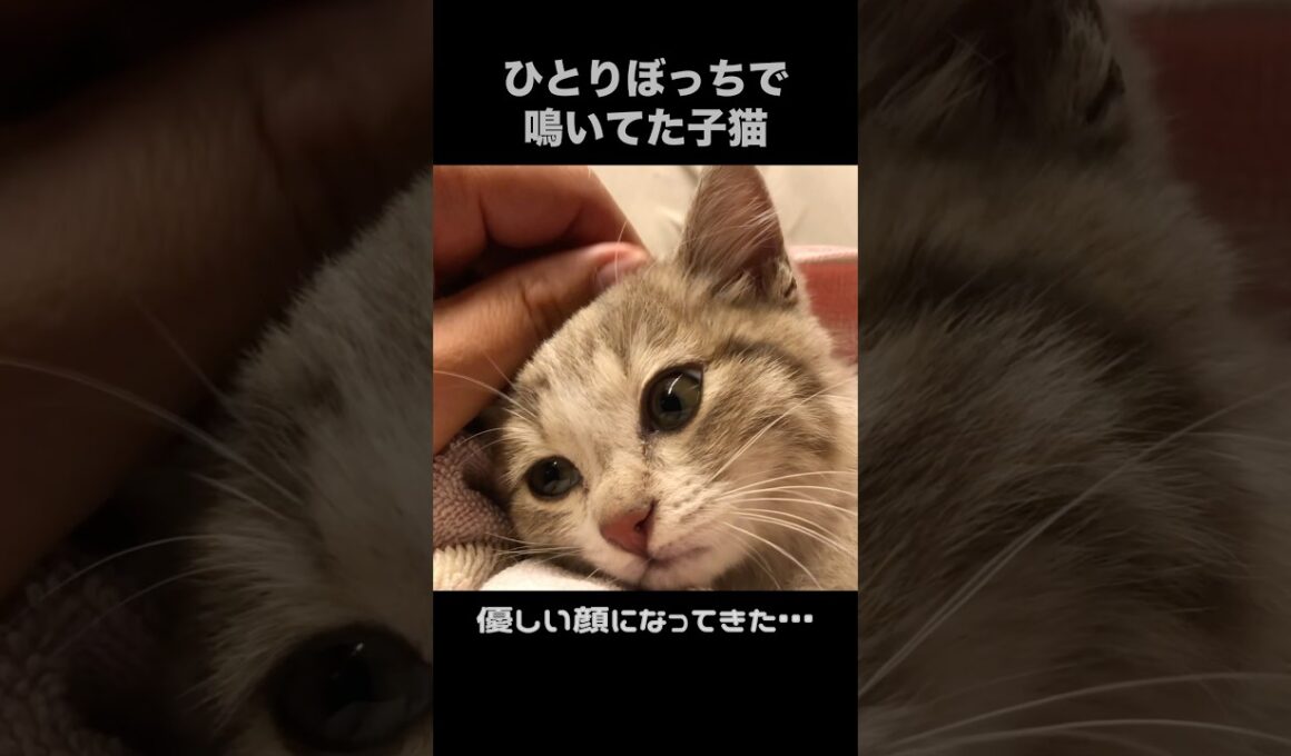 迷子の子猫をほっとけなかった#shorts