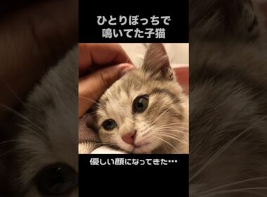 迷子の子猫をほっとけなかった#shorts