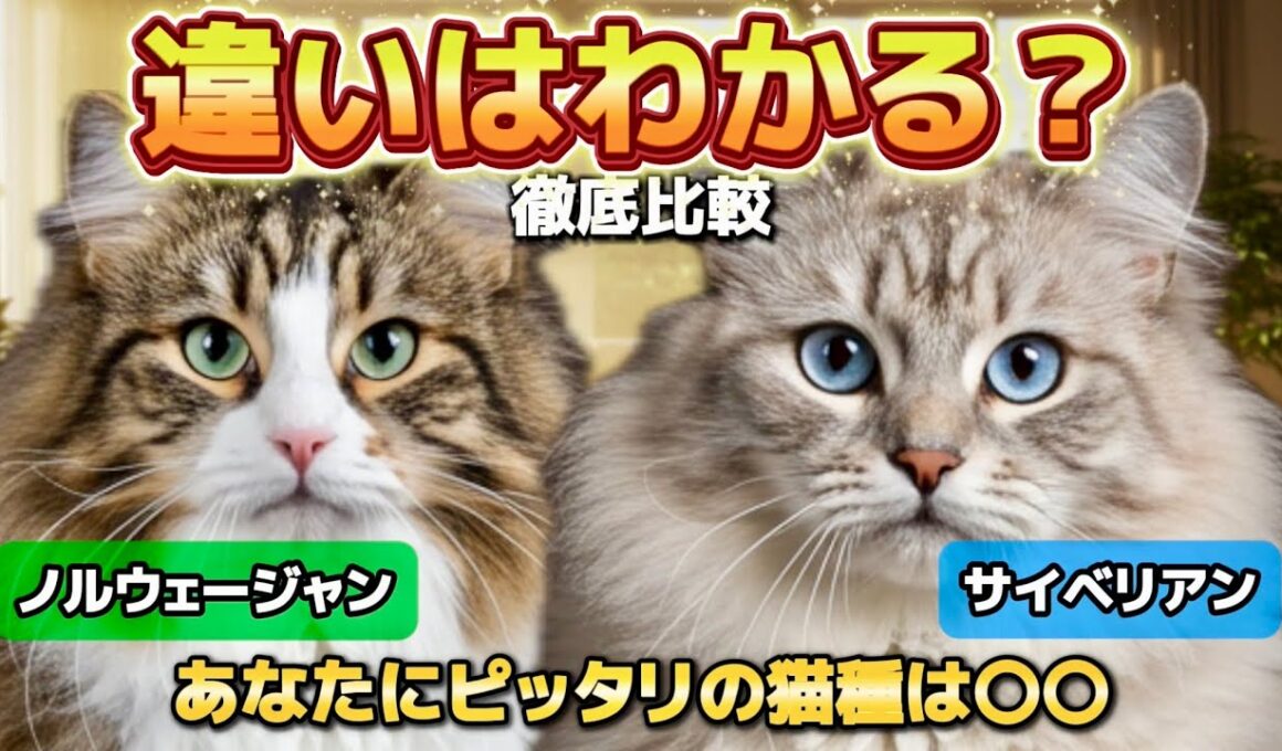 【大型猫比較】ノルウェージャンフォレストキャット徹底解説｜性格・魅力・サイベリアンとの違い