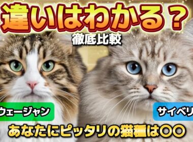 【大型猫比較】ノルウェージャンフォレストキャット徹底解説｜性格・魅力・サイベリアンとの違い
