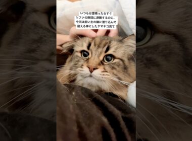 この後避難した #サイベリアン #cat #猫 #ヤマネコ